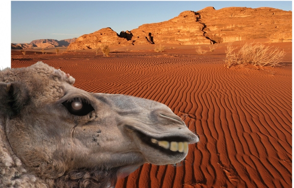 Creation of Ugly Betty of the Desert: Step 4